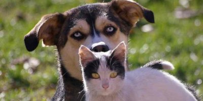 Belçika'da hayvan öldürene 10 yıla kadar hapis ve 1,6 milyon euro para cezası