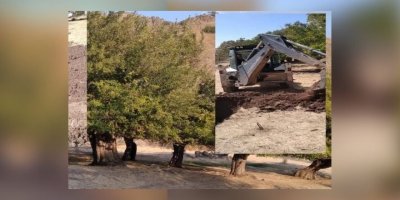 Dersim'de tarihi dut bahçesine belediye projesi