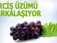 Erciş üzümü markalaşıyor