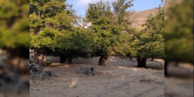 Dersim’de tarihi dut bahçesine ikinci kez iş makineleri girdi