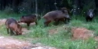 Dersim'de 20 yaban domuzu vuran 12 avcı kentten ayrıldı