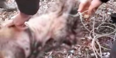 Dersim'de kaçak avcılar, koruma altındaki dağ keçisini vurdu