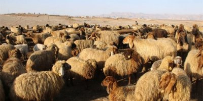 Koçerlerin suyunu kestiler: 16 bin koyun susuz