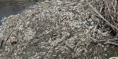 Dicle Nehri'nde balık ölümlerine inceleme