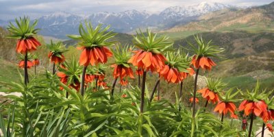 Ters laleler, Dersim dağlarını süslüyor-VİDEO