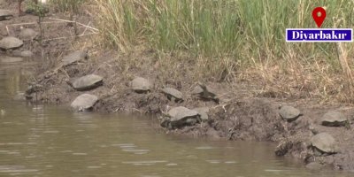 Köylüler su kaplumbağalarını koruma altına aldı!