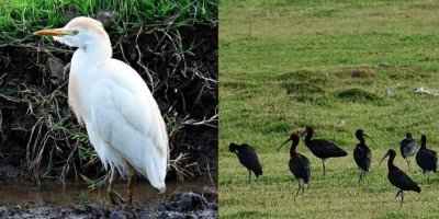 Dicle Vadisi’ne gelen göçmen kuşlar geri dönmüyor