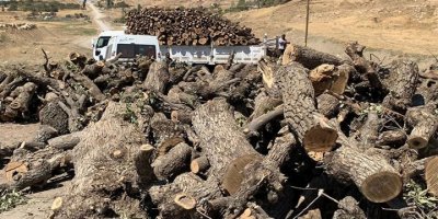 Şırnak'ta orman katliamı devam ediyor!