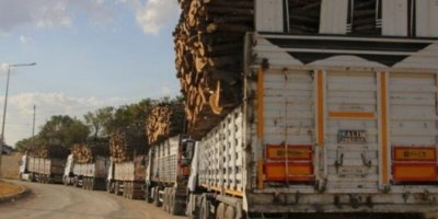 Greenpeace’ten ikiyüzlü yaklaşım: Bölgedeki ağaç kesimleri uzmanlık alanımız dışında