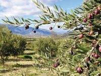 Kuzey Suriye’de Tarım ve Özerklik- Sean Keller