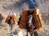 Gözaltına alınan katırlar tutuksuz yargılanacak