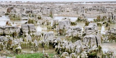 Van Gölü'nün çekilmesiyle 'mikrobiyalit tarlası' ortaya çıktı