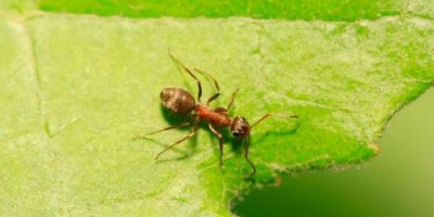 Kanseri koklayabilen karıncalar