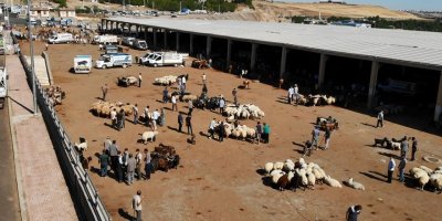Birçok ilde görülen hastalık Diyarbakır'a da sıçradı!