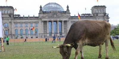 Almanya'da protesto: İneklerini meclis bahçesinde otlattılar