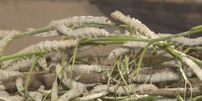 Diyarbakır’da nesilden nesile yaş koza üretimi yapılıyor