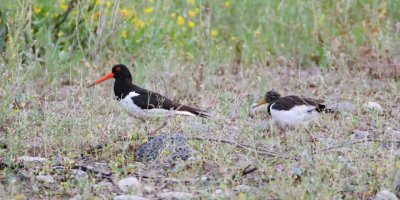 Kırmızı listedeki poyraz kuşu Iğdır'da görüntülendi