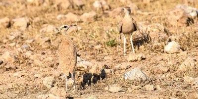 'Çölkoşarı' Urfa'da fotoğraflandı