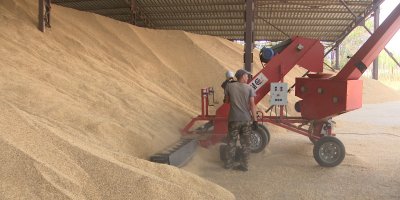 Kürdistan Bölgesi’nde şu ana kadar 421 bin ton buğday silolara teslim edildi