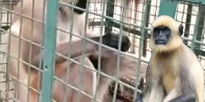 Başına ödül konan katil maymun yakalandı