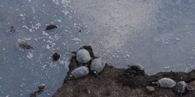 Dicle siyah akıyor: Nehre kimyasal karıştı