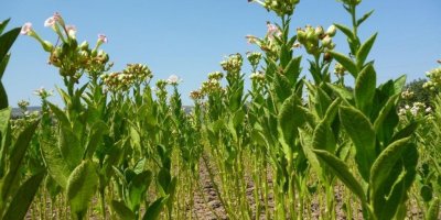 'Adıyaman'ın her şeyi tütündür, o da holdinglere peşkeş çekiliyor'