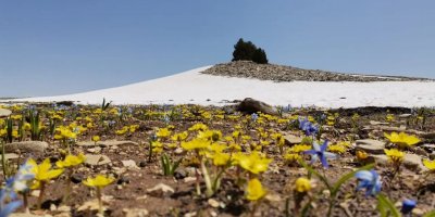 Dersim'in bitkileri: ‘Hâlâ keşfedilmemiş türler var’
