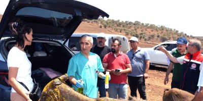 DÜ Veteriner Fakültesinden yangından etkilenen hayvanlara tıbbi destek
