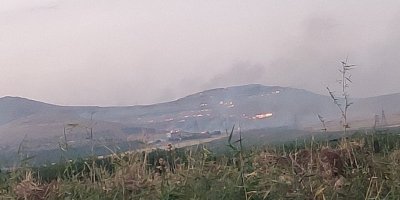 Urfa'da binlerce dönüm mera yandı: Yüzlerce zeytin, badem ve fıstık ağacı kül oldu