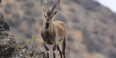 13 ilde yaban keçileri 'ihale' adı altında katledilecek
