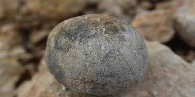 Adıyaman'da 85 milyon yıllık deniz kestanesi fosili bulundu