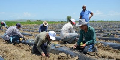Muş’ta damla sulama sistemiyle karpuz üretimi
