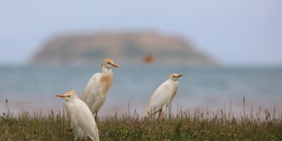 Van Gölü Havzasında 215 kuş türü yaşıyor