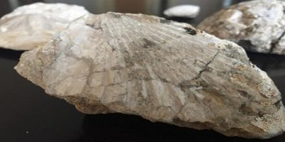 Maraş’ da 35 milyon yıllık fosiller bulundu