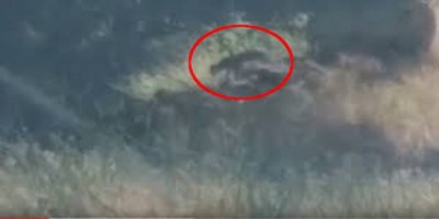 Dersim'de leopar görüldü iddiası