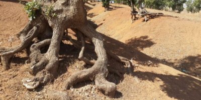 Görenler film seti sanıyor! ''Yürüyen ağaçlar''