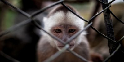 Kaçakçılıktan kurtarılan hayvanlar