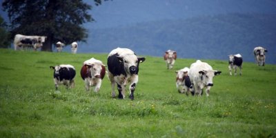 Amazon ormanları yangını sığır eti ithalatını durduruyor