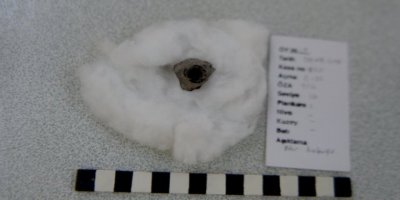 Kilis'te 4 Bin Yıllık Nar Kabuğu Bulundu