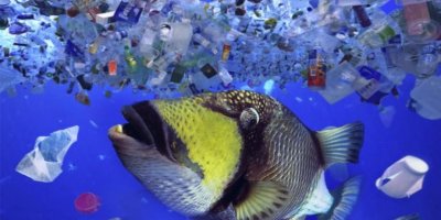 Türkiye'deki iki balıktan birinde mikroplastik var