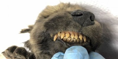 Köpek mi kurt mu olduğu belirlenemedi