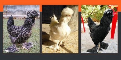 Kürdistan’da yeni tavuk cinsi bulundu