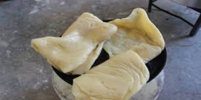 Yıllık 500 ton doğal sakız hasat ediliyor