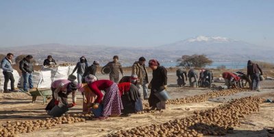 Ahlat’ta patates tohumundan 100 milyon gelir