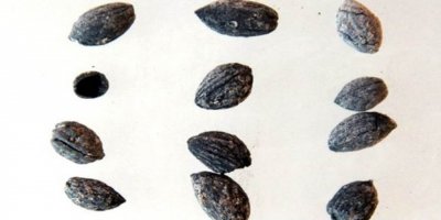 4 bin yıl öncesine ait zeytin çekirdeği bulundu
