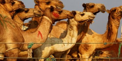 Avustralya'da su bulmak için yerleşim yerlerine gelen binlerce deve kurşuna diziliyor