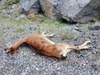 Çoruh Nehri'ne Su İçmeye İnen Yaban Keçisini Vurdular