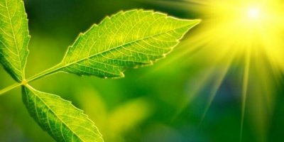 Bilim insanları fotosentezin gizemini çözüyor