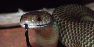 Kurbağalar toplu ölünce, yılanlar açlığa dayanamadı