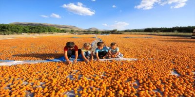 Malatya'da 50 bin aile geçimini kayısı ile sağlıyor